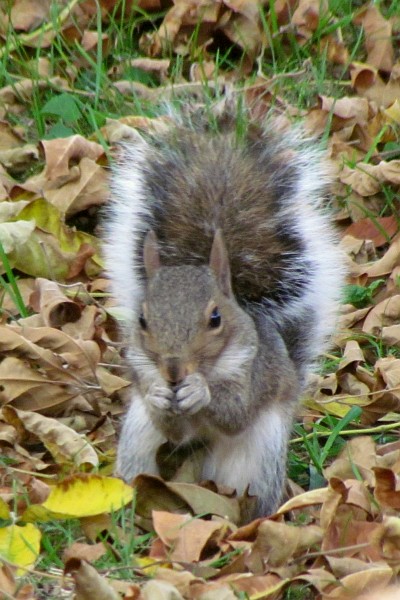 gray squirrel on the ground