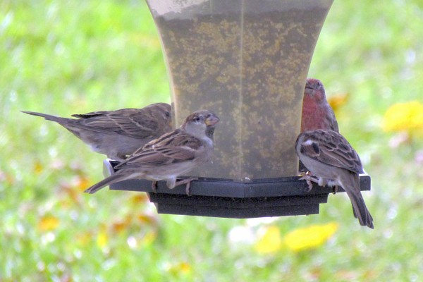 house sparrows and a male house finch
