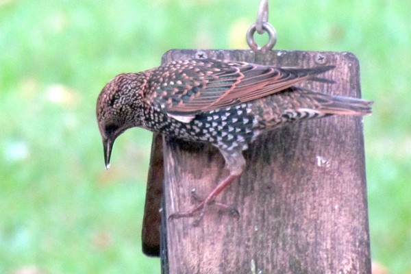 a starling found the suet