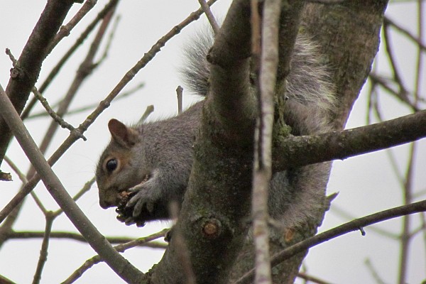 gray squirrel in a tree eating seeds