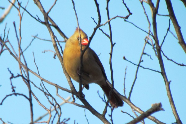 female cardinal in a tree (III)