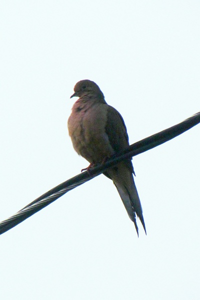 mourning dove on an electrical line