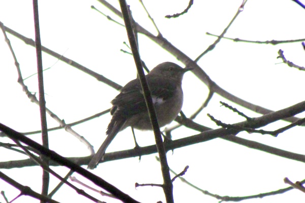 a female house sparrow in a tree