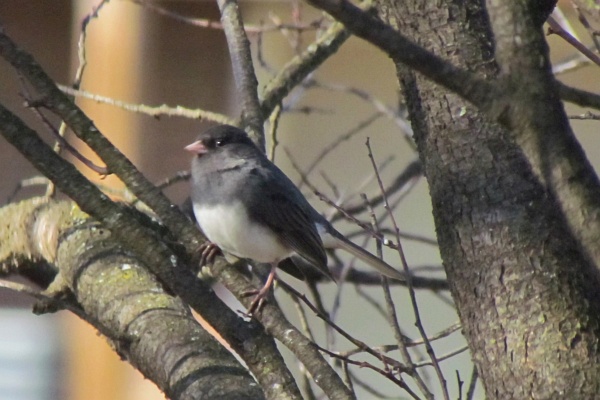 a junco in a tree