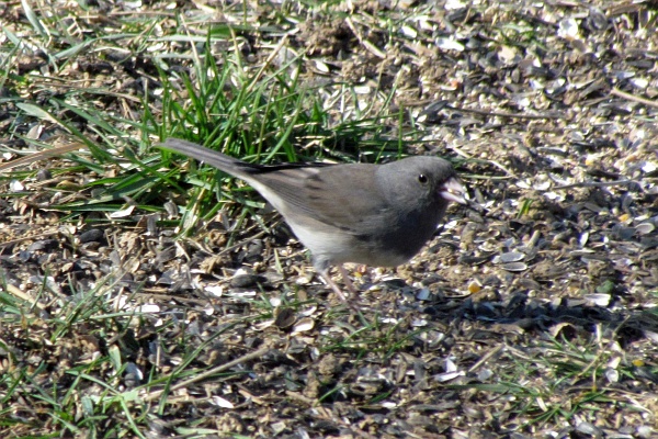 a junco searching for seeds