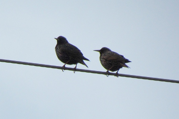 two starlings sitting on an electrical line wire
