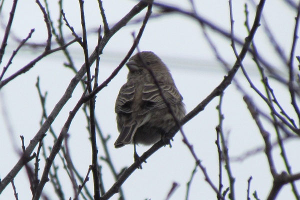 a female house sparrow looks back at me
