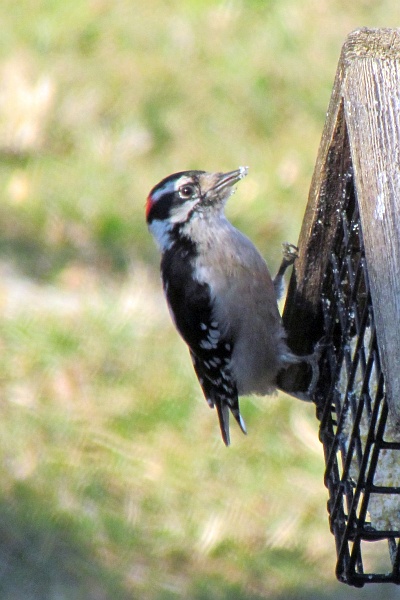 male downy woodpecker at the suet feeder