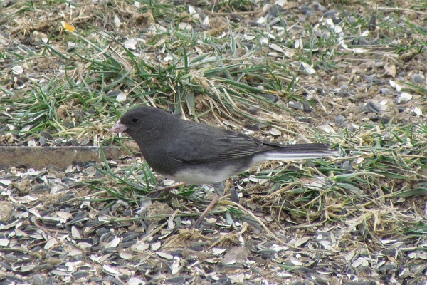 another junco looks for food