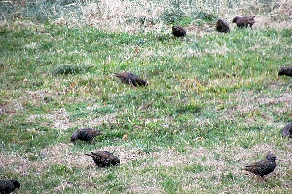 part of a flock of starlings on our lawn