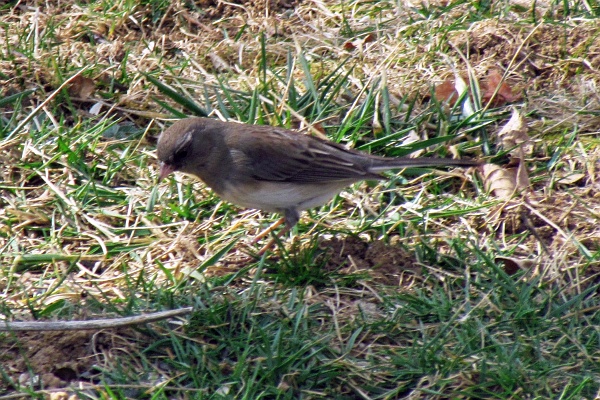 junco checking the grass for seeds
