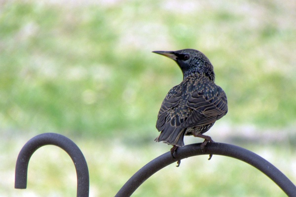 starling perches on the shepherd's crook