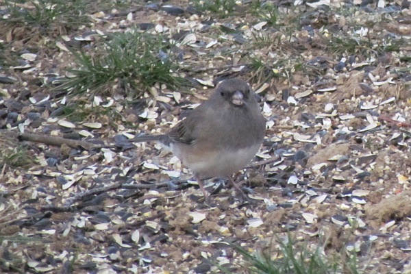 junco looks at me taking the photo