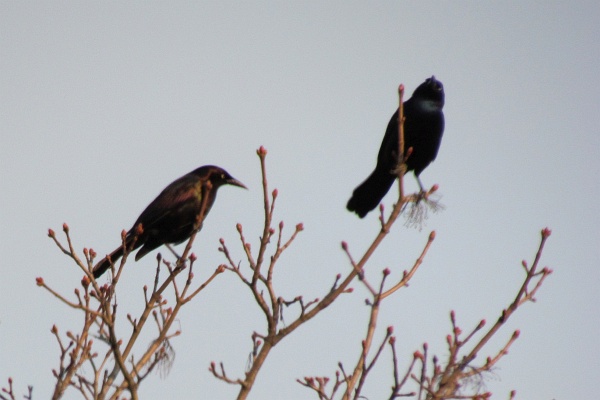 two grackles
