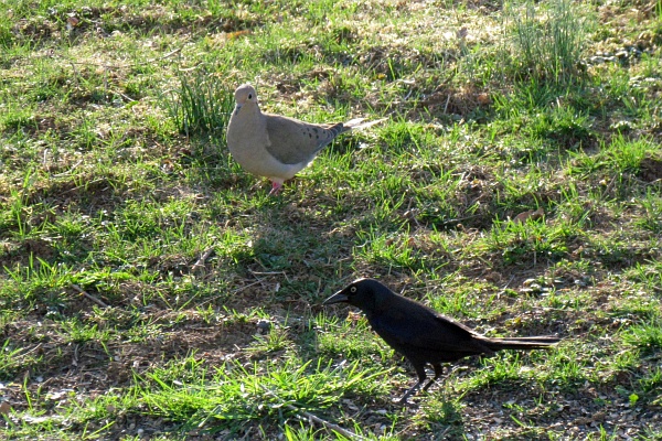 mourning dove and common grackle