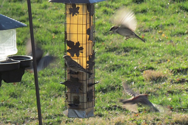 three birds in flight around our feedder