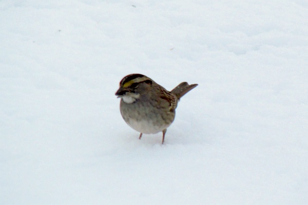 white-throated asparrow in snow