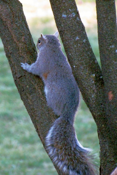 gray squirrrel climbing a tree