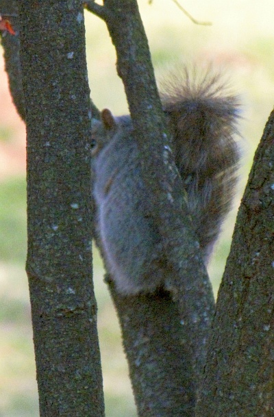 gray squirrel hiding in a tree