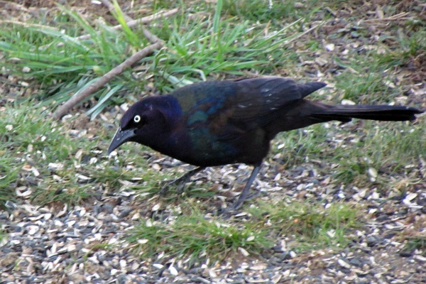 common grackle on the ground