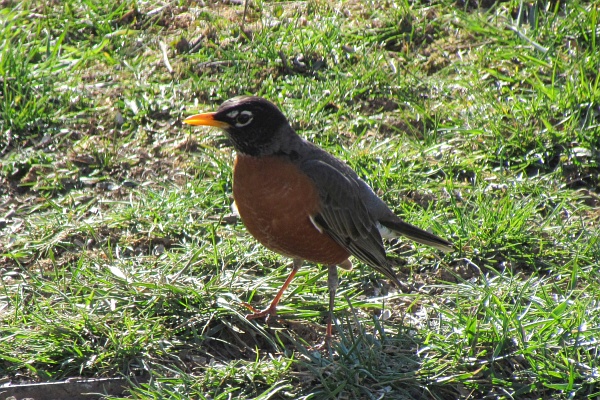 american robin on the ground