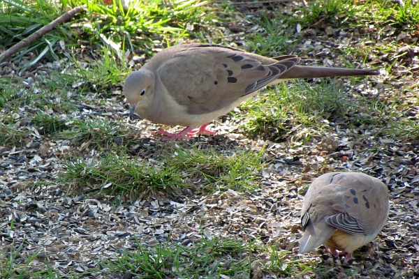 two mourning doves on the ground