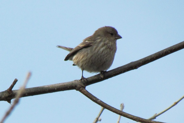 female house finch on a branch