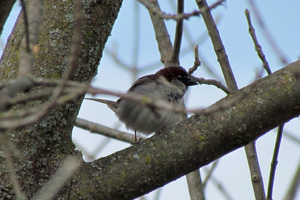 male house sparrow in tree