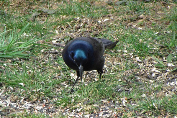 common gracklelooking straight at the camera