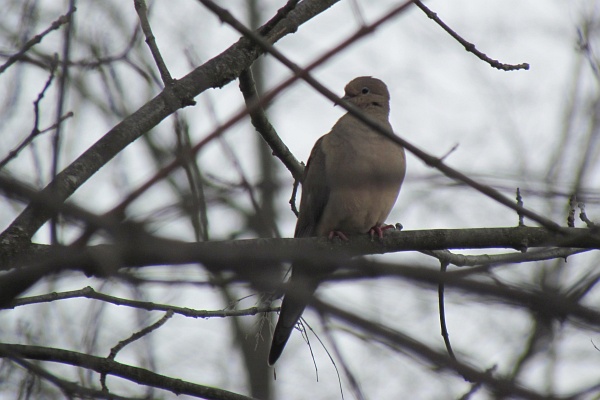 a mourning dove in a tree