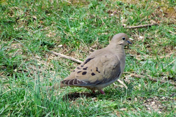 one mourning dove on the ground