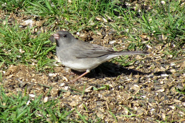 junco with a large seed
