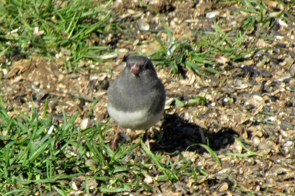 junco in the afternoon looking at the camera