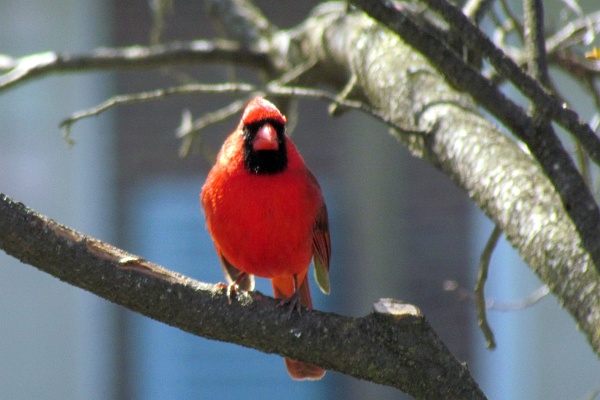 male cardinal in a tree looking forward
