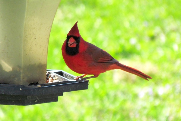male cardinal at the feeder looking at the camera