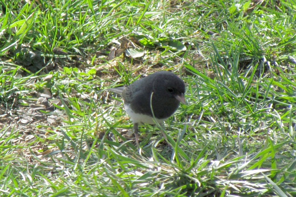 junco looks at the ground