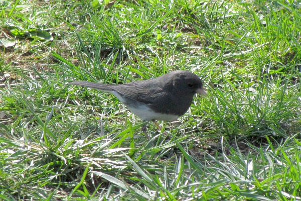 junco positoned to the right