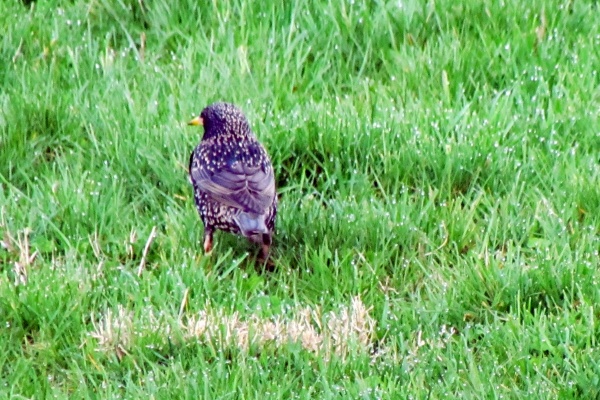 starling in the grass