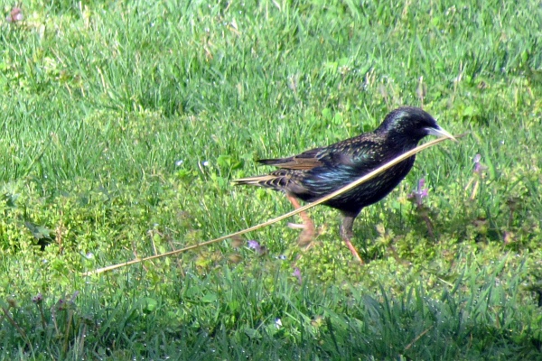 starling with a long piece of straw