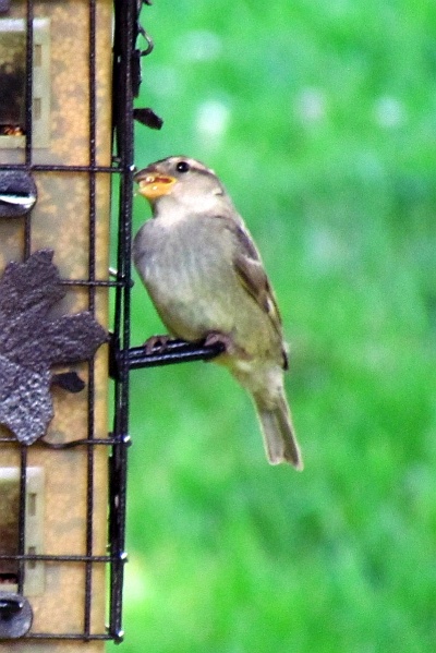 female house sparrow with full mouth