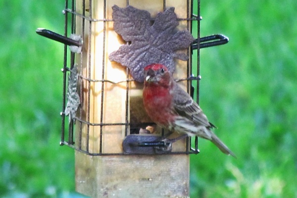 male house finch on feeder