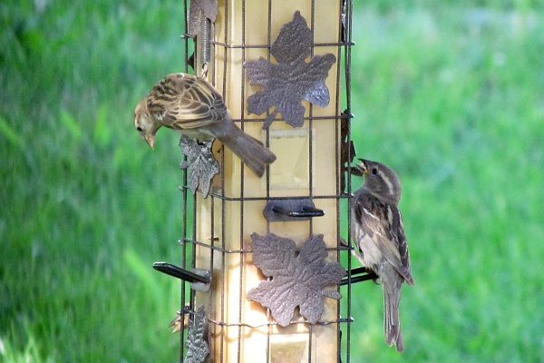 female and male house sparrow on feeder