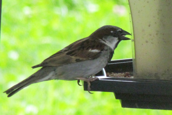 male house sparrow on feeder