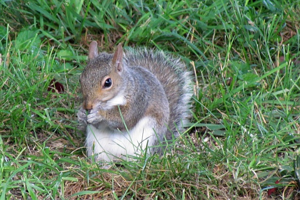 grey squirrel eating seeds