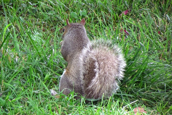 grey squirrel peaking over left shoulder at camera