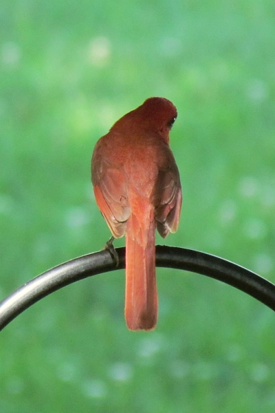 male cardinal with back to camera