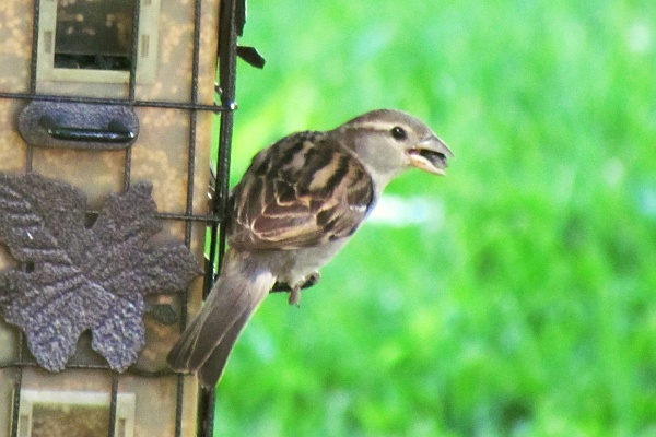 female house sparrow at feeder