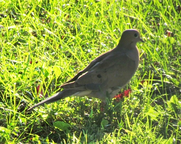 a mourning dove in the afternoon sun