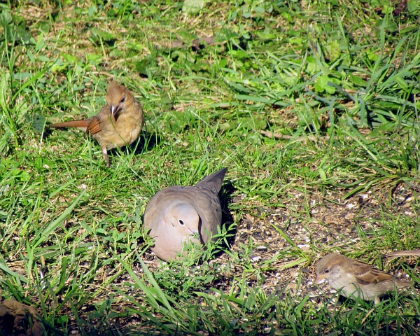 a female cardinal and a mourning dove