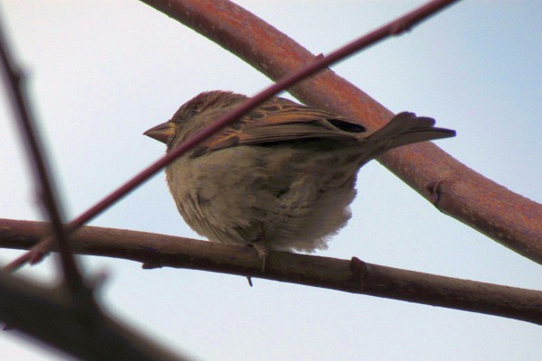 house sparrow #1